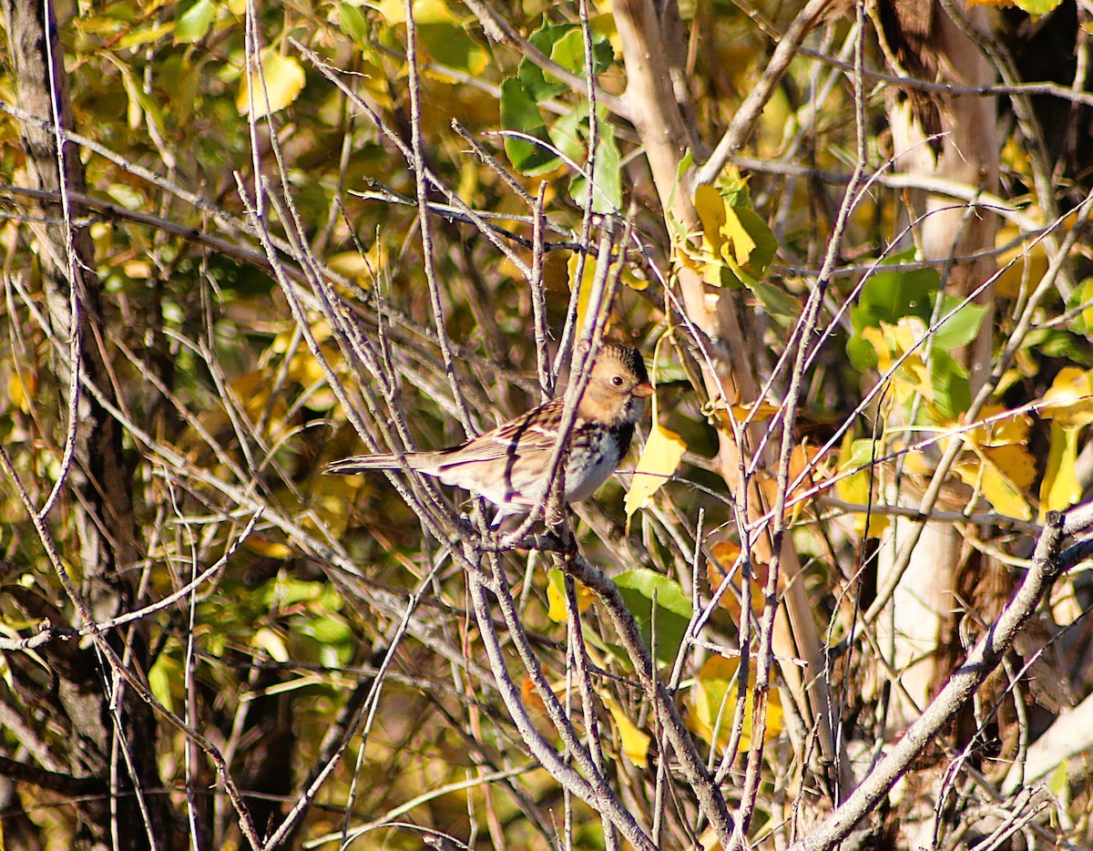 Harris's Sparrow - ML643288292