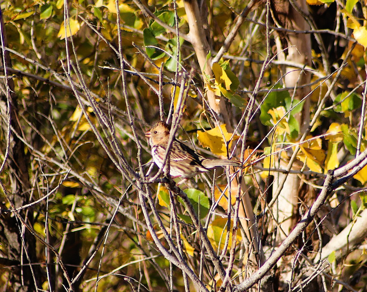 Harris's Sparrow - ML643288293