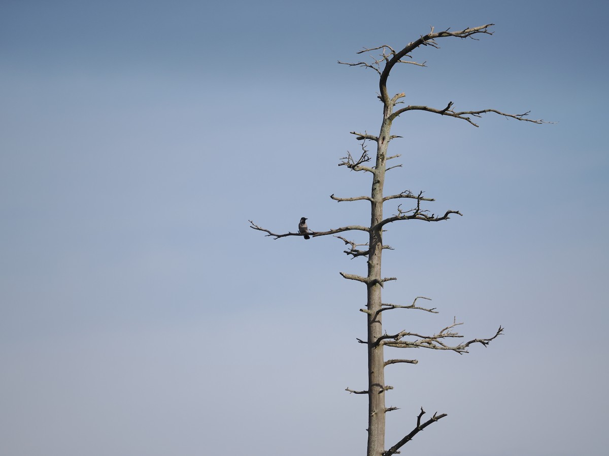 Hooded Crow - ML643288295