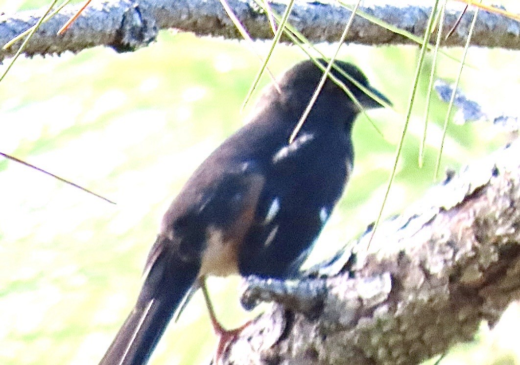 Eastern Towhee - ML643288300