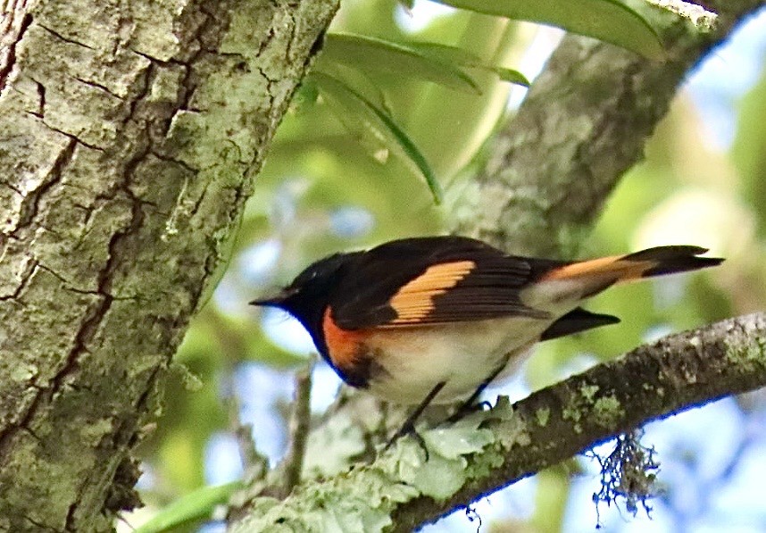 American Redstart - ML643288309
