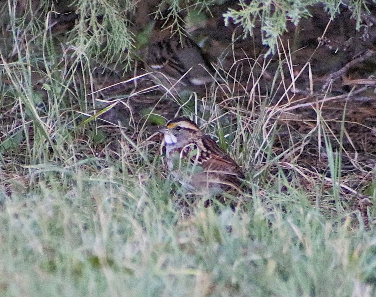 White-throated Sparrow - ML643288315