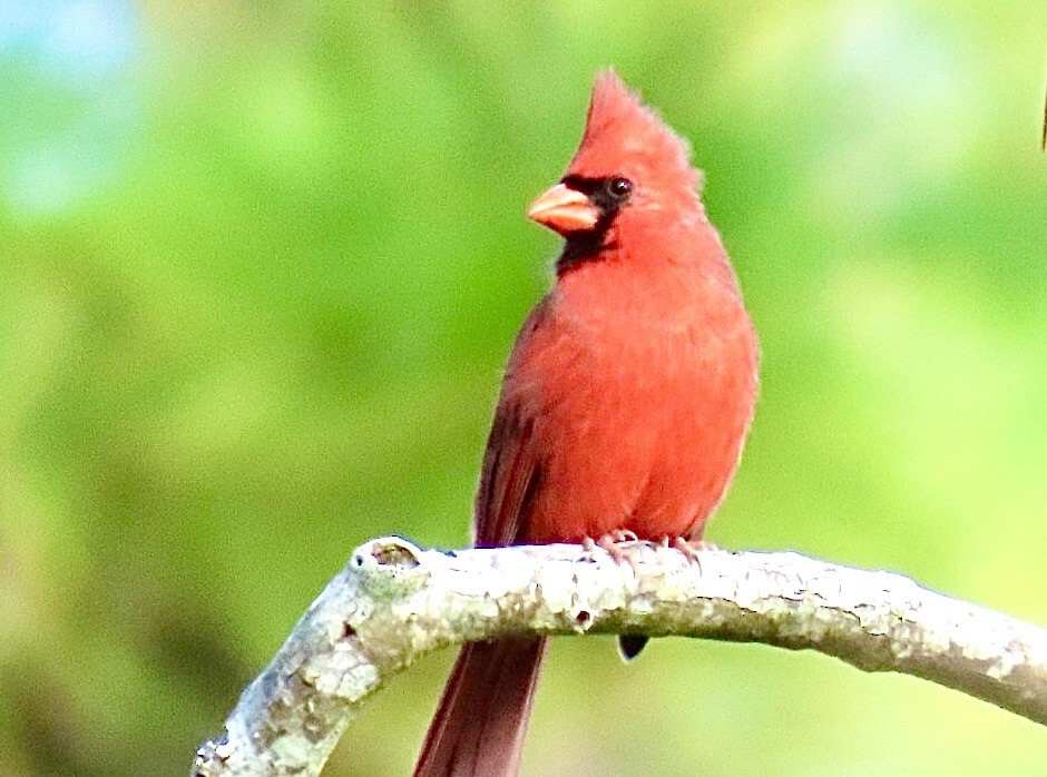 Northern Cardinal - ML643288320