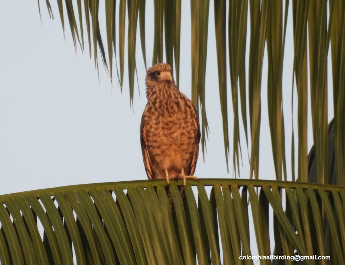 Yellow-headed Caracara - ML643288400