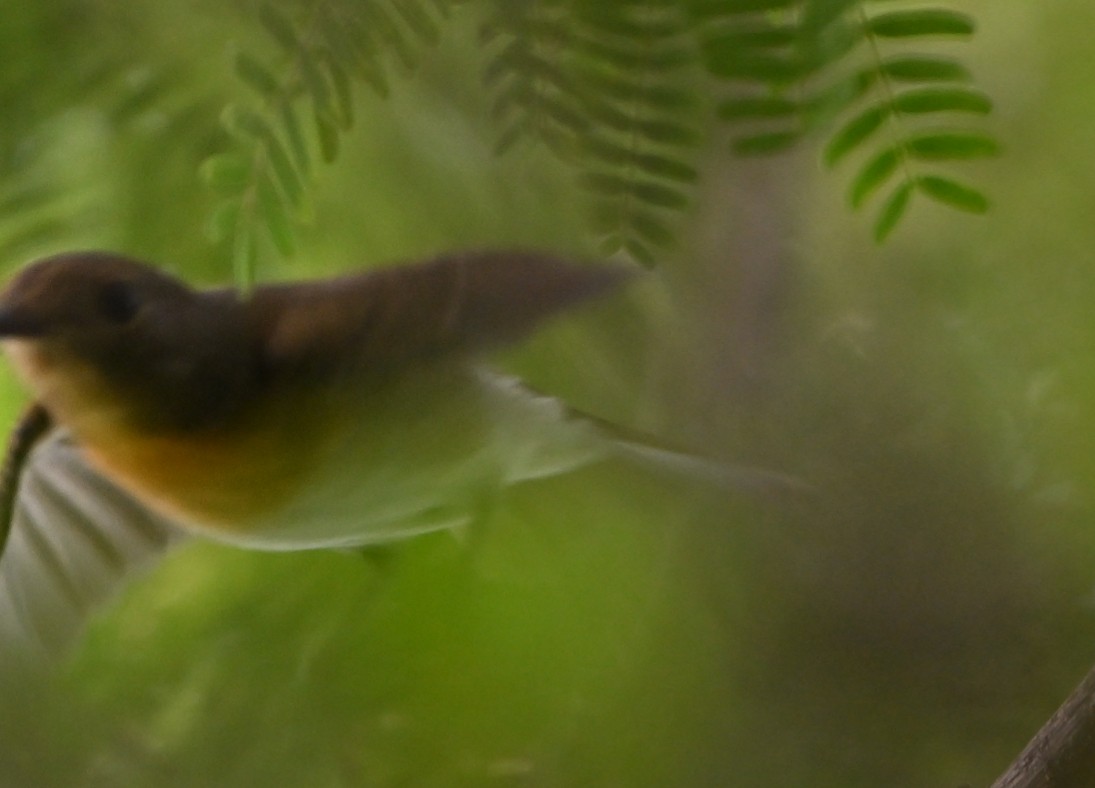 Blue-throated Flycatcher - ML643288417