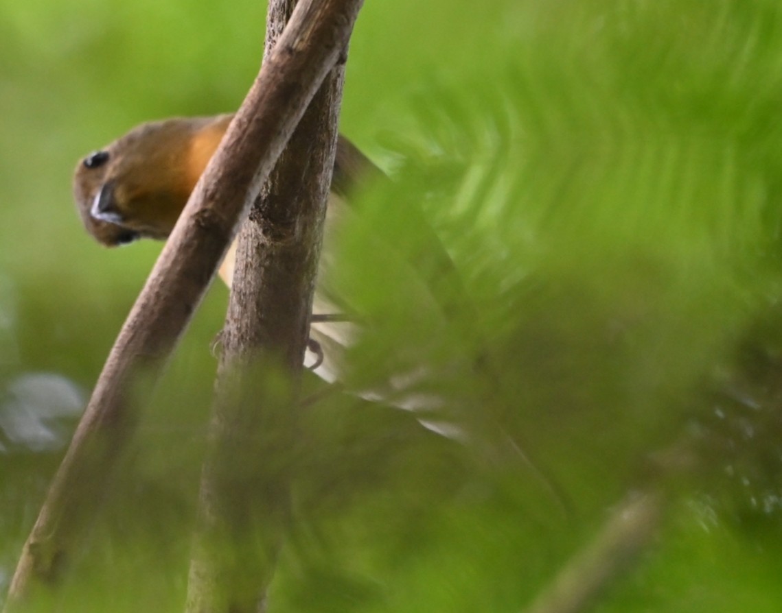 Blue-throated Flycatcher - ML643288418