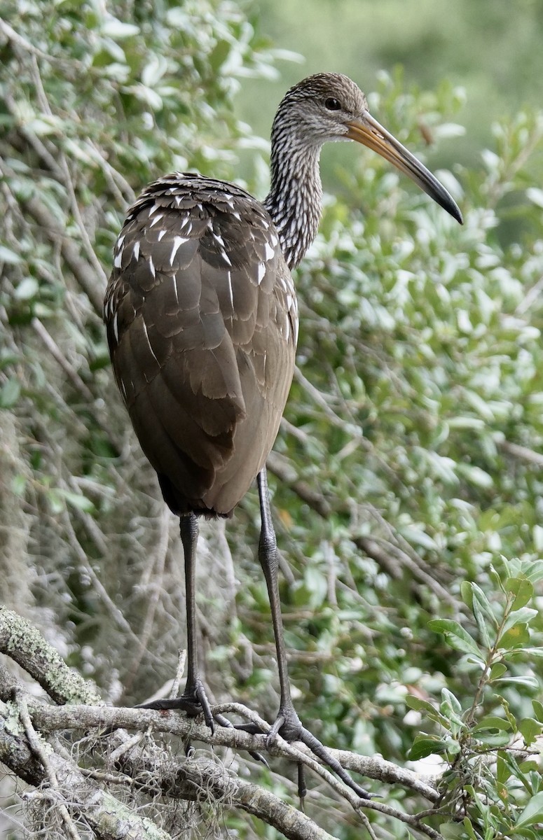 Limpkin - ML643288440