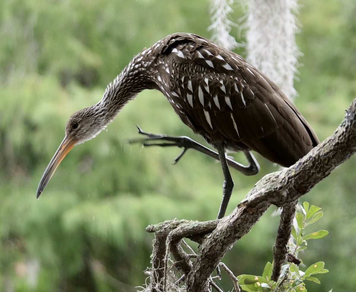 Limpkin - ML643288441