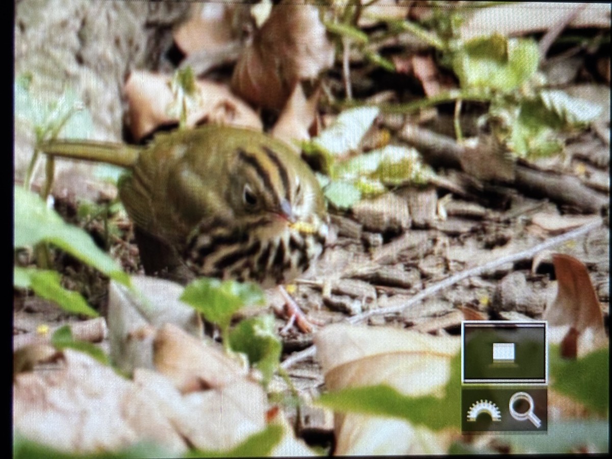 Ovenbird - ML643288480