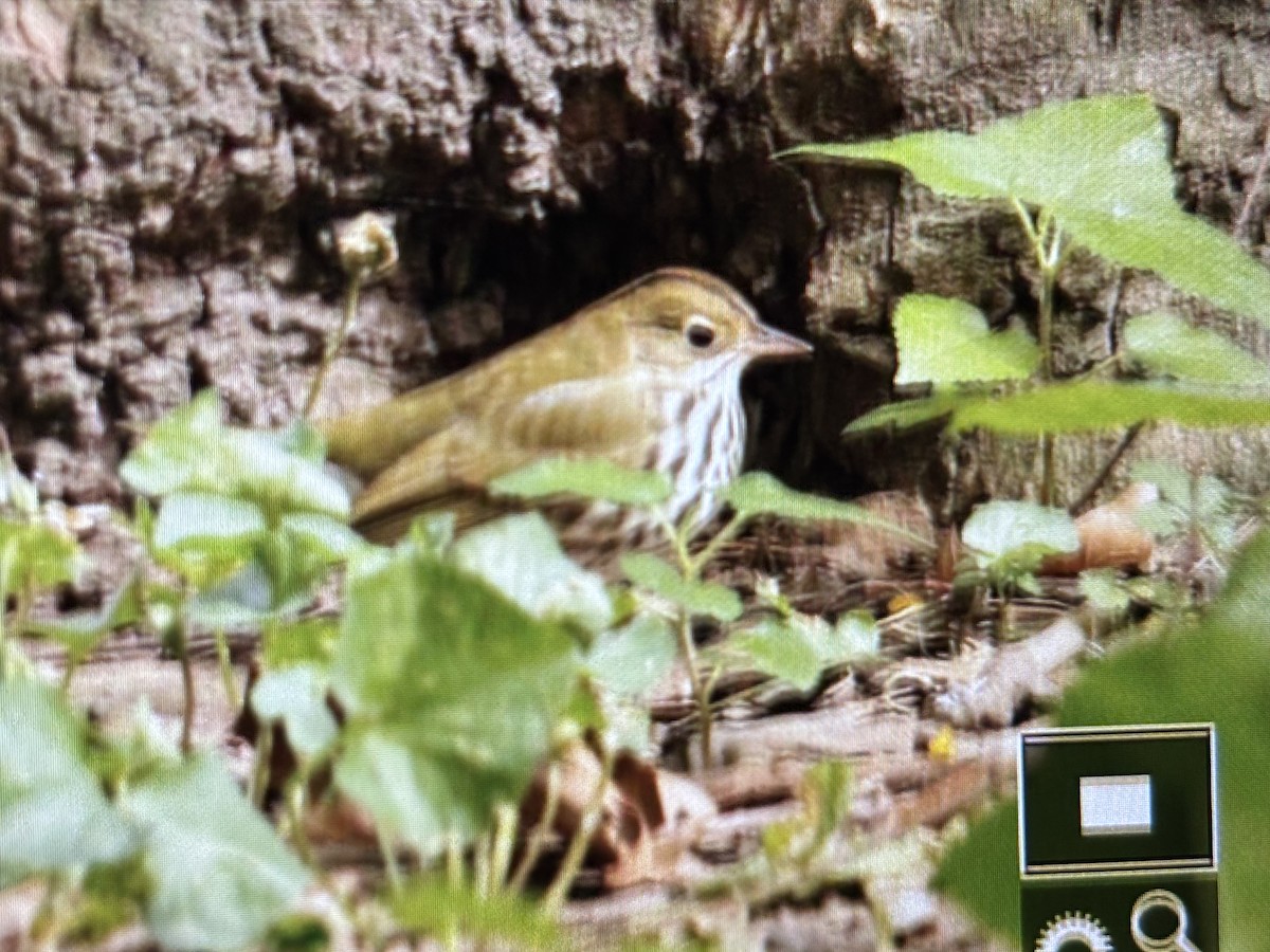 Ovenbird - ML643288481