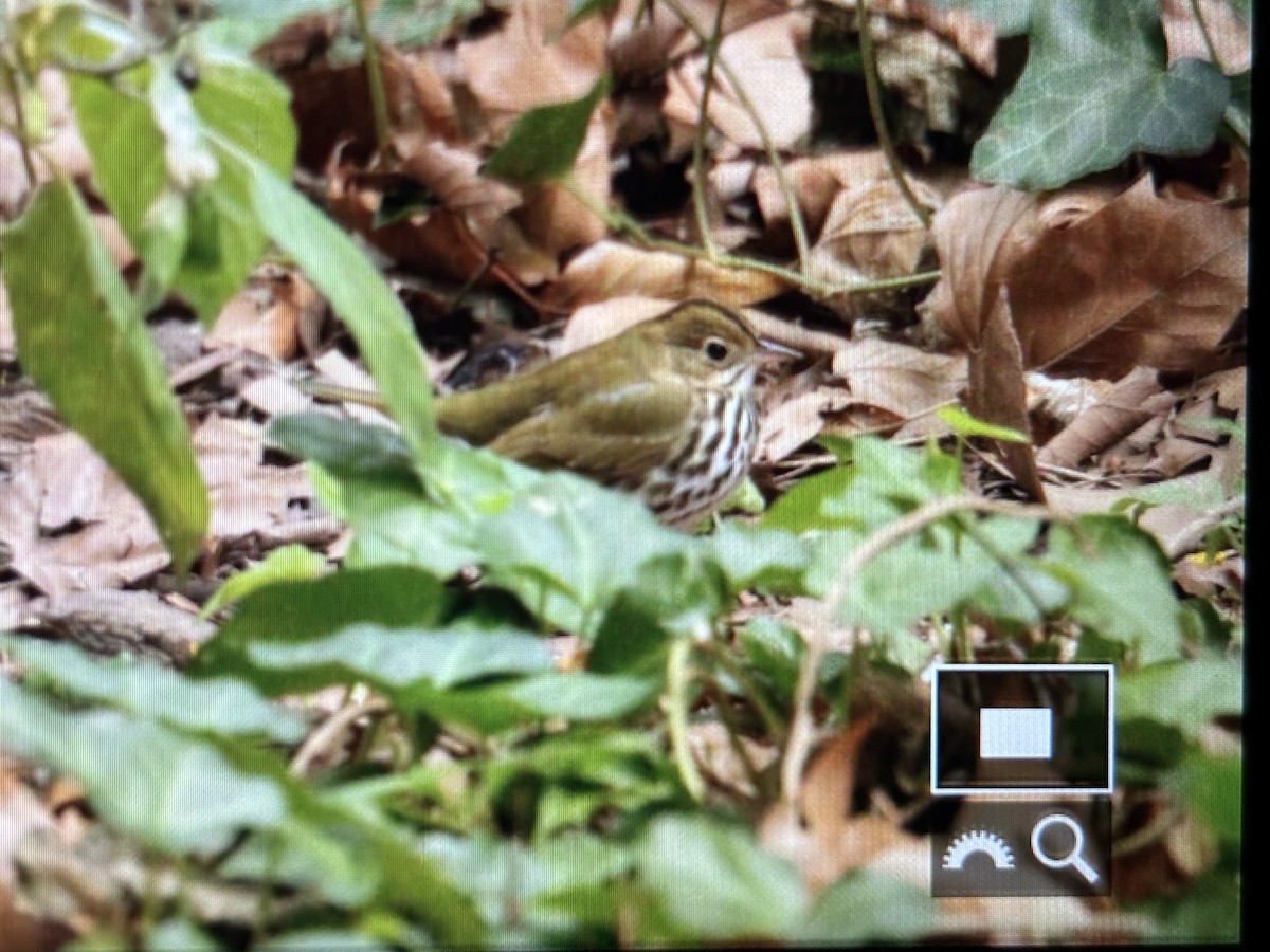 Ovenbird - ML643288482