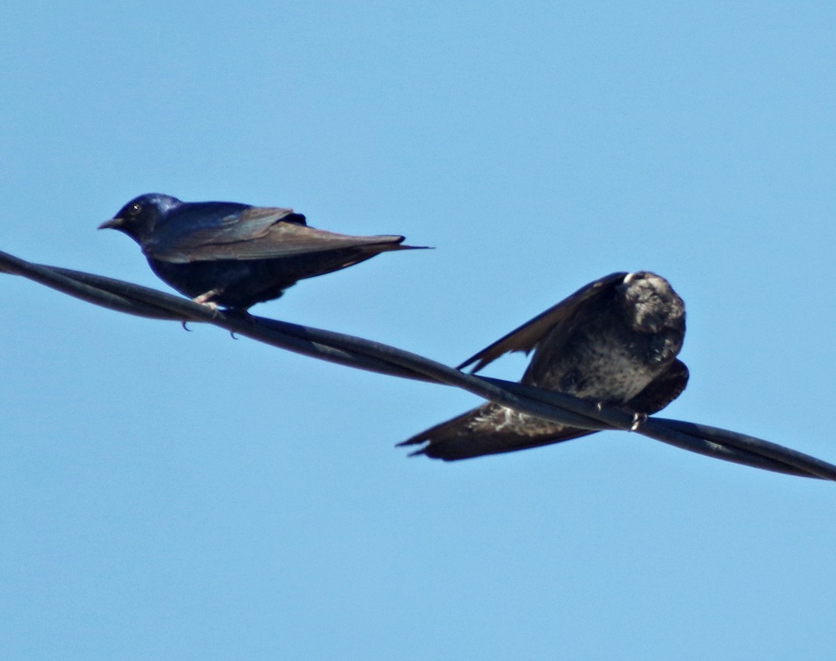 Southern Martin - ML643288487