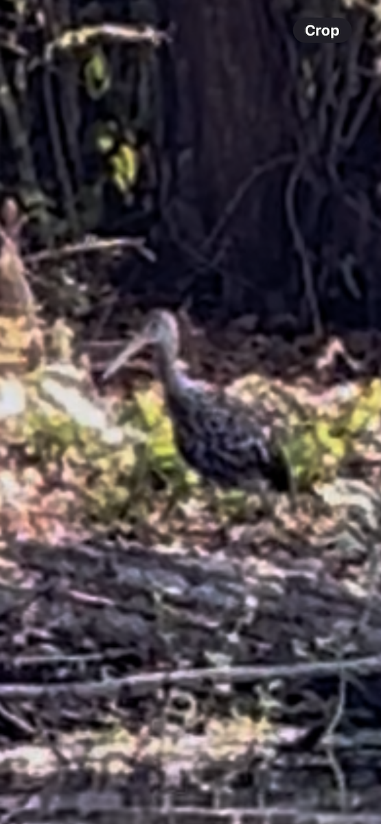 Limpkin - ML643288514