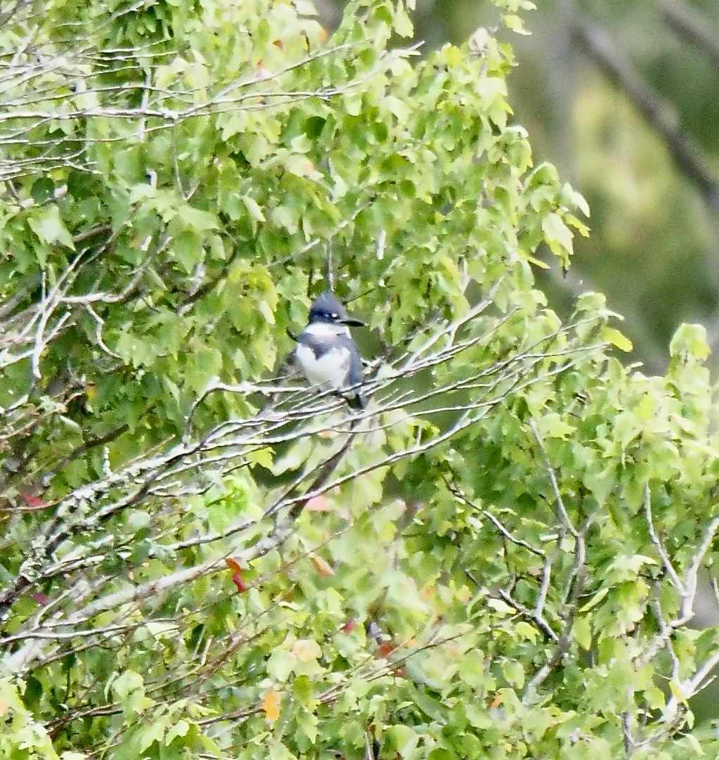 Belted Kingfisher - ML643288547