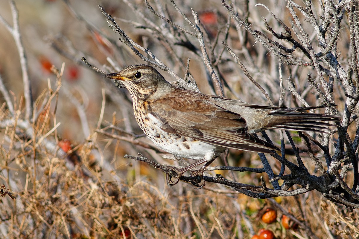 Fieldfare - ML643288554