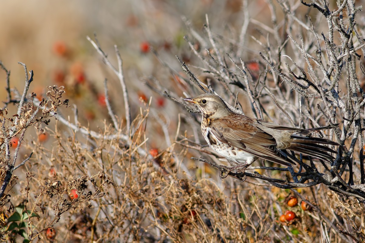 Fieldfare - ML643288555