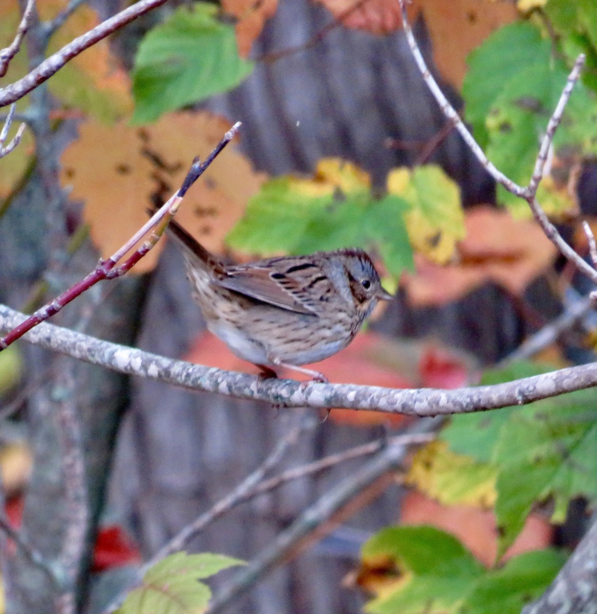 Lincoln's Sparrow - ML643288577