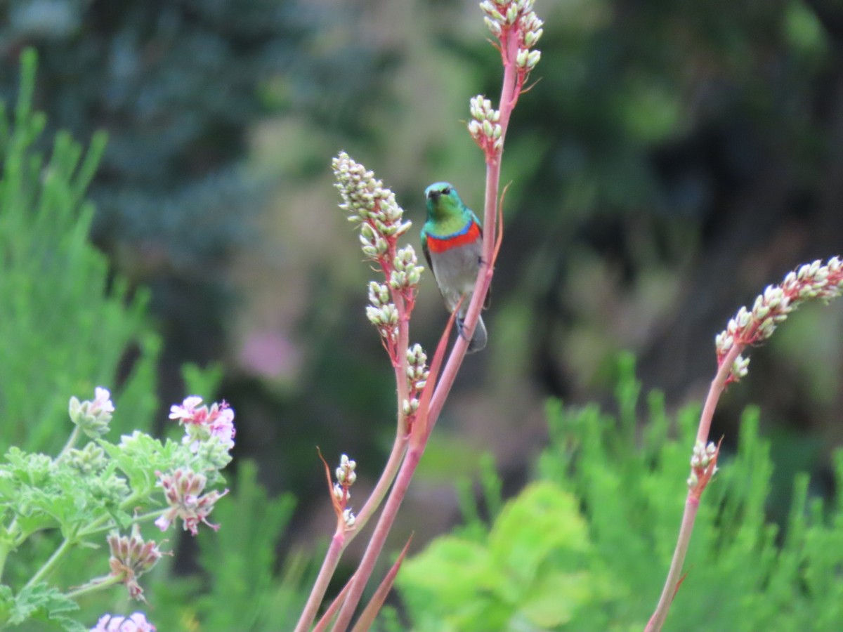 Southern Double-collared Sunbird - ML643288601