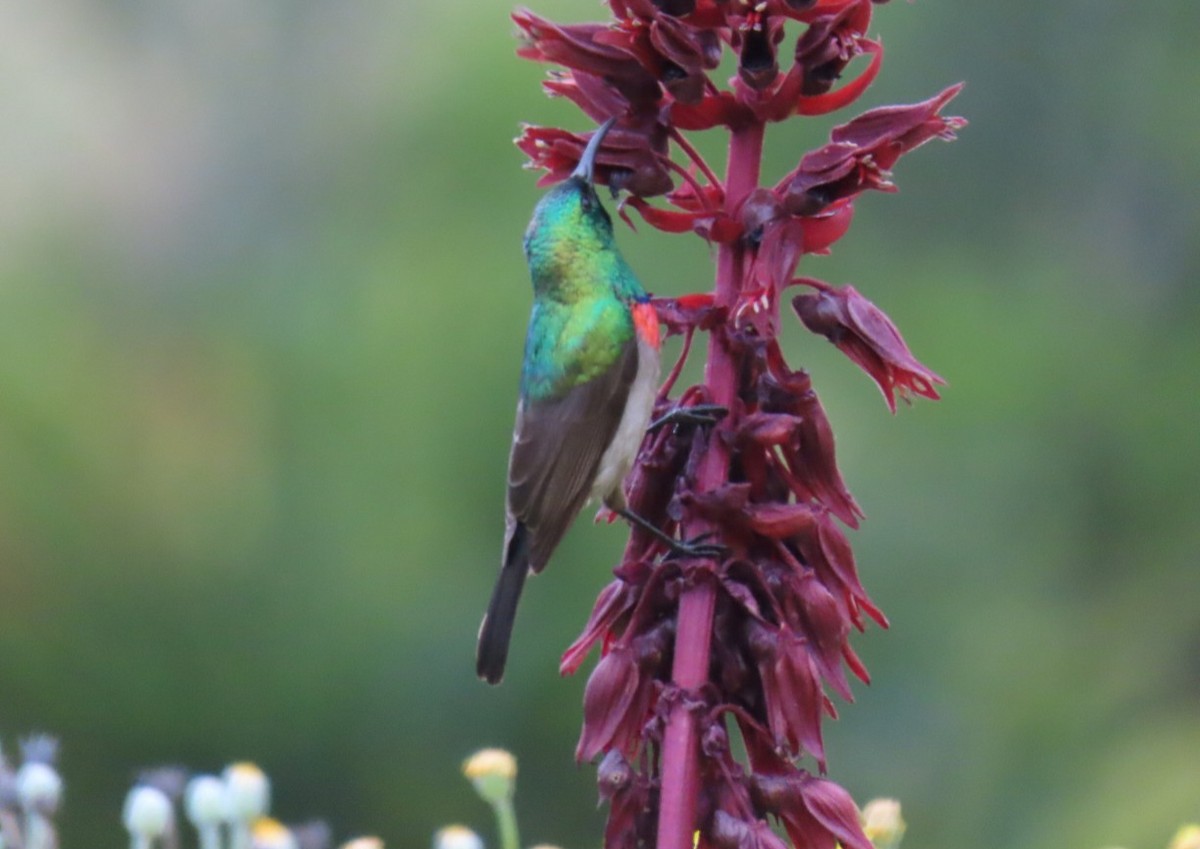Southern Double-collared Sunbird - ML643288621