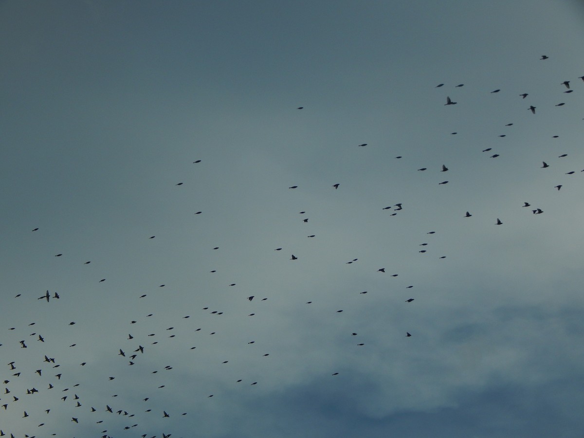 Dickcissel - ML643288637