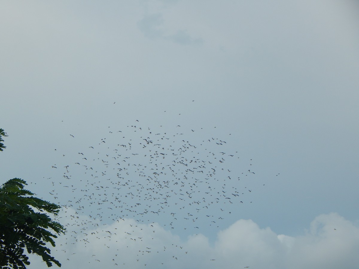 Dickcissel - ML643288638