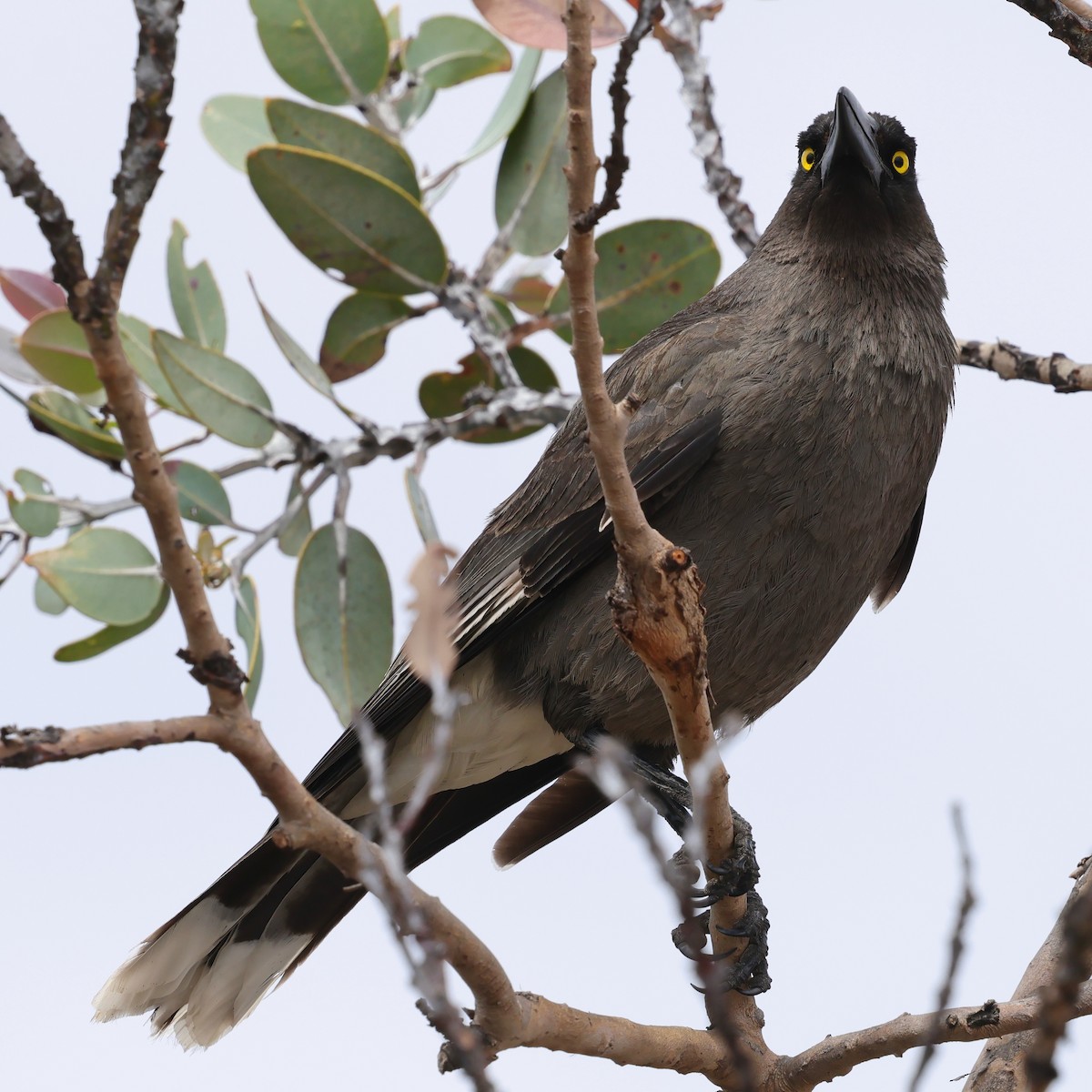 Gray Currawong (Gray) - ML643288646