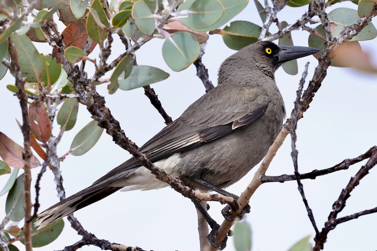 Gray Currawong (Gray) - ML643288647