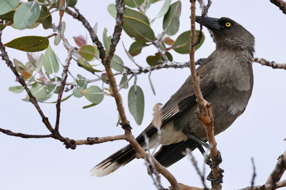 Gray Currawong (Gray) - ML643288648