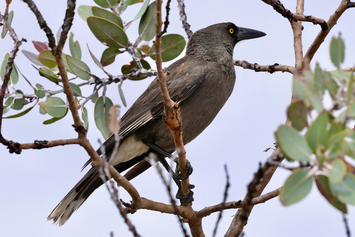 Gray Currawong (Gray) - ML643288649