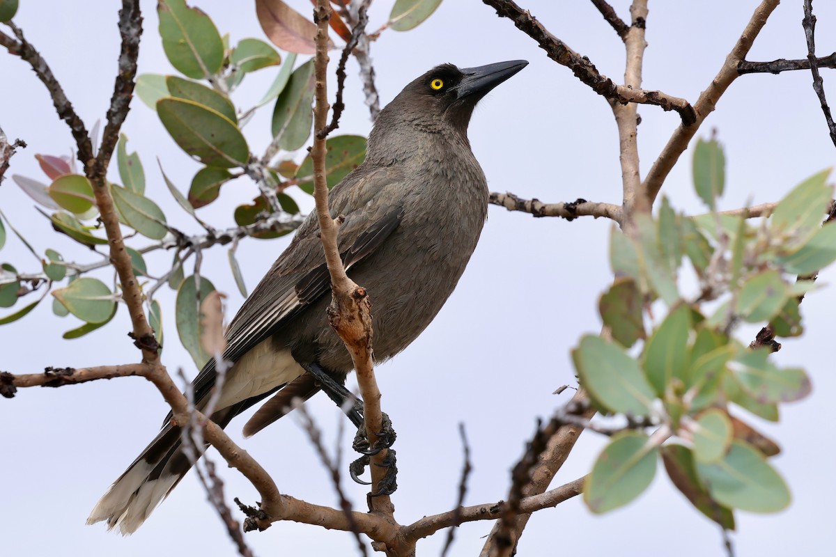 Gray Currawong (Gray) - ML643288650