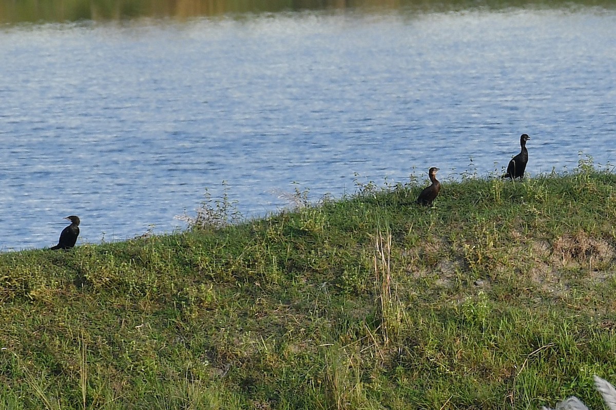 Little Cormorant - ML643288653