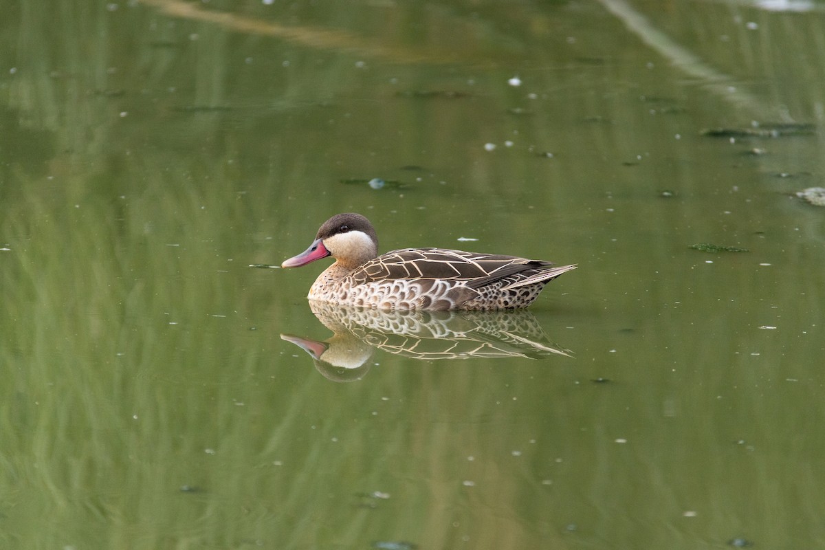 Red-billed Duck - ML643288656