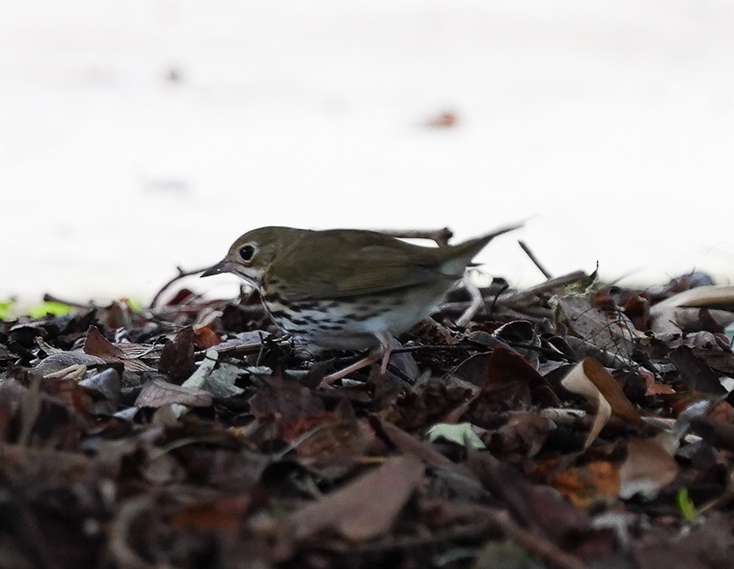 Ovenbird - ML643288666
