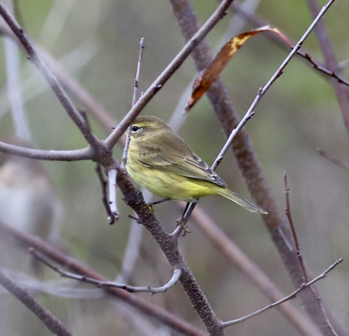Palm Warbler (Yellow) - ML643288671