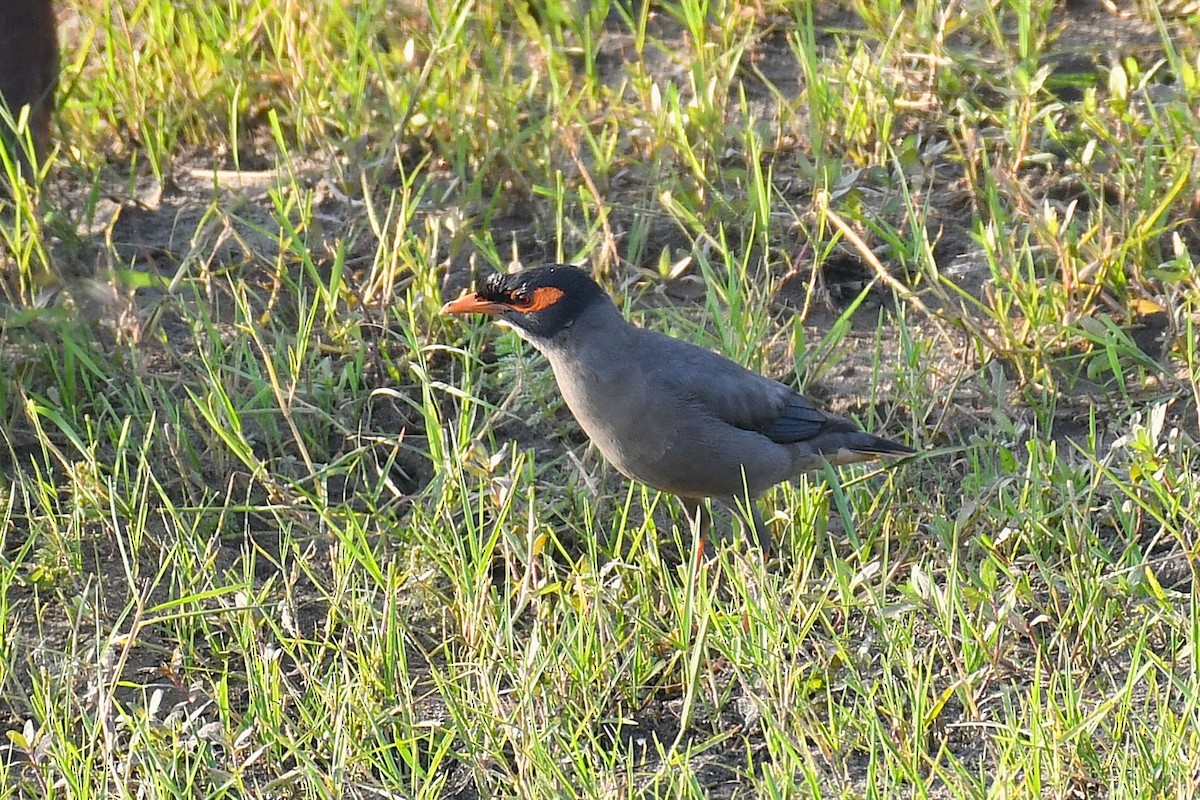 Bank Myna - ML643288681