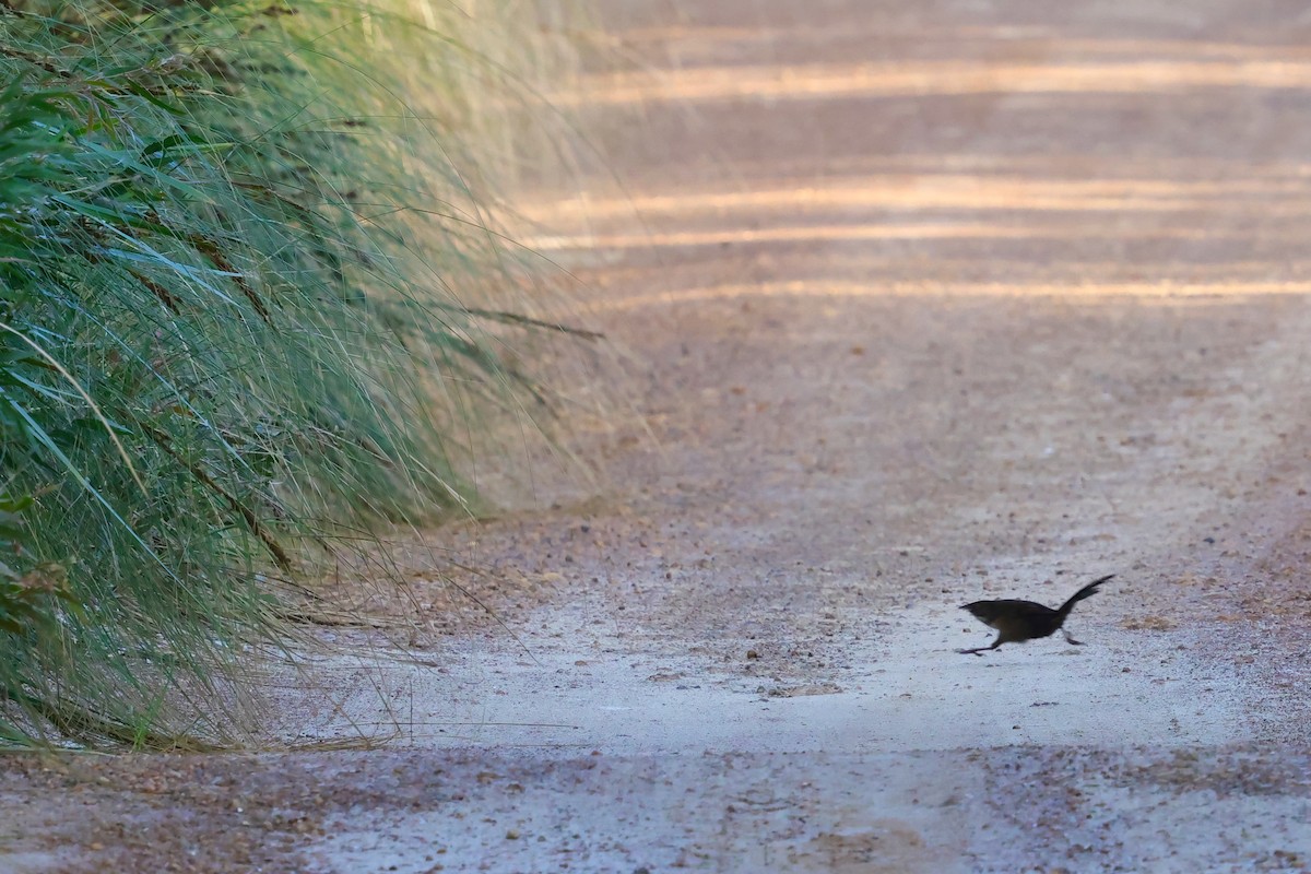 Noisy Scrub-bird - ML643288691