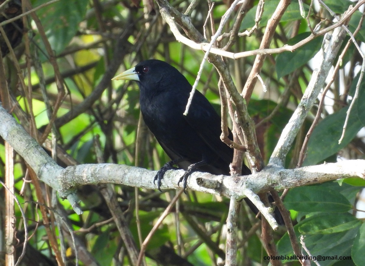 Solitary Black Cacique - ML643288713
