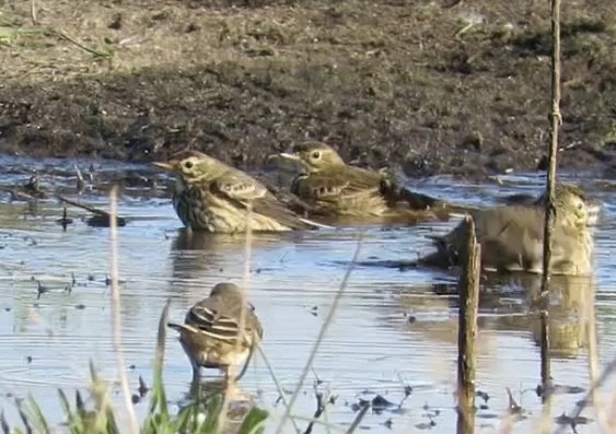 American Pipit - ML643288726