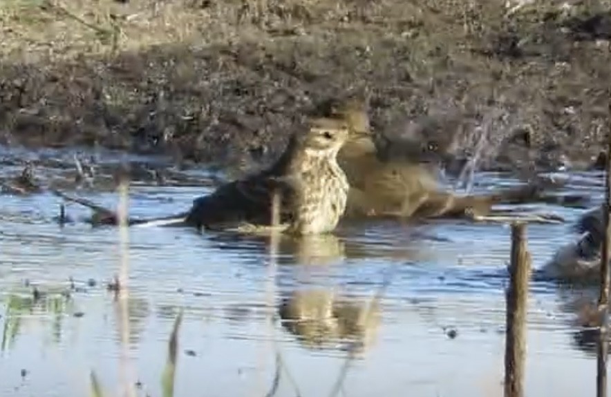 American Pipit - ML643288727