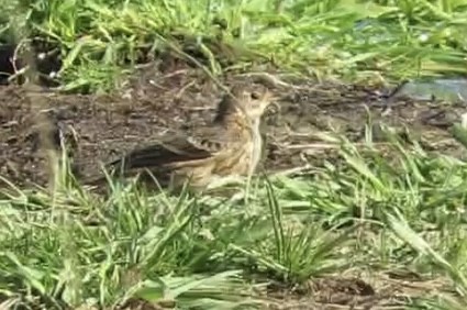 American Pipit - ML643288728