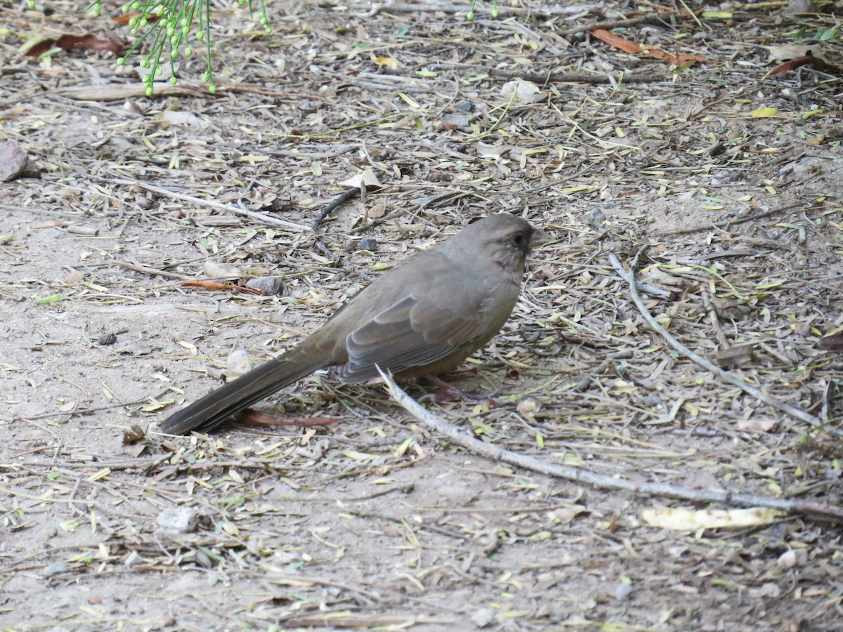 Abert's Towhee - ML643288730
