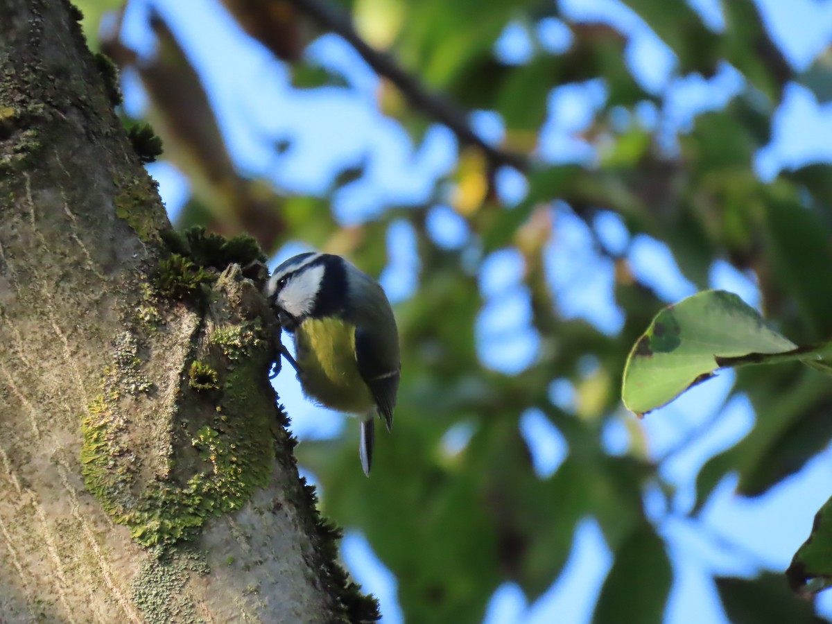 Eurasian Blue Tit - ML643288736