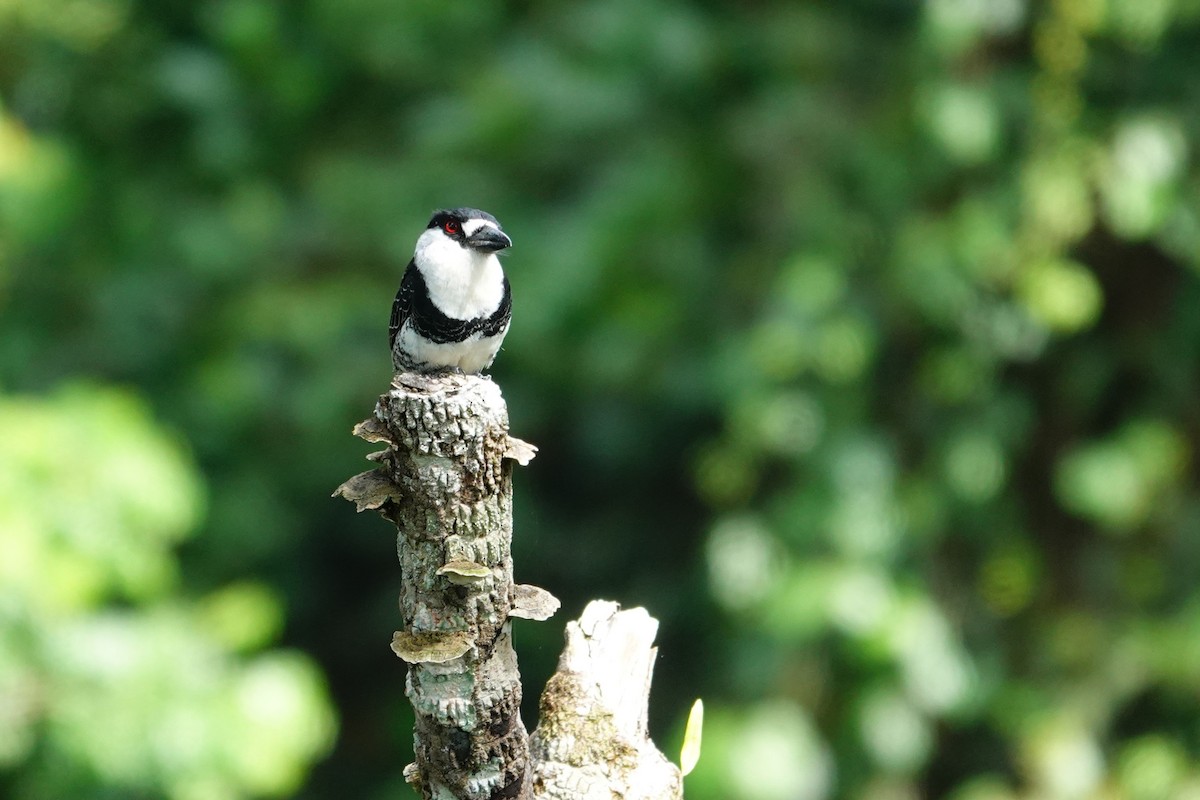 Guianan Puffbird - ML643288785