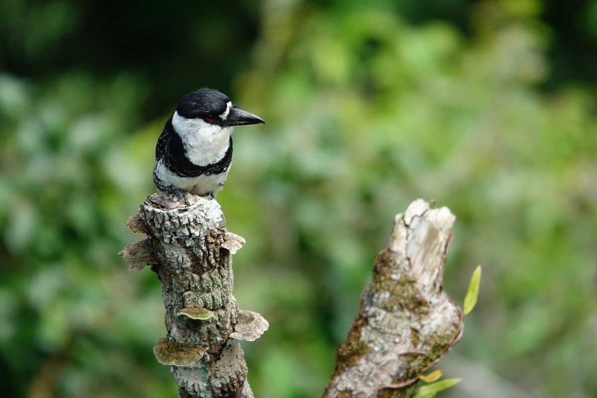 Guianan Puffbird - ML643288786