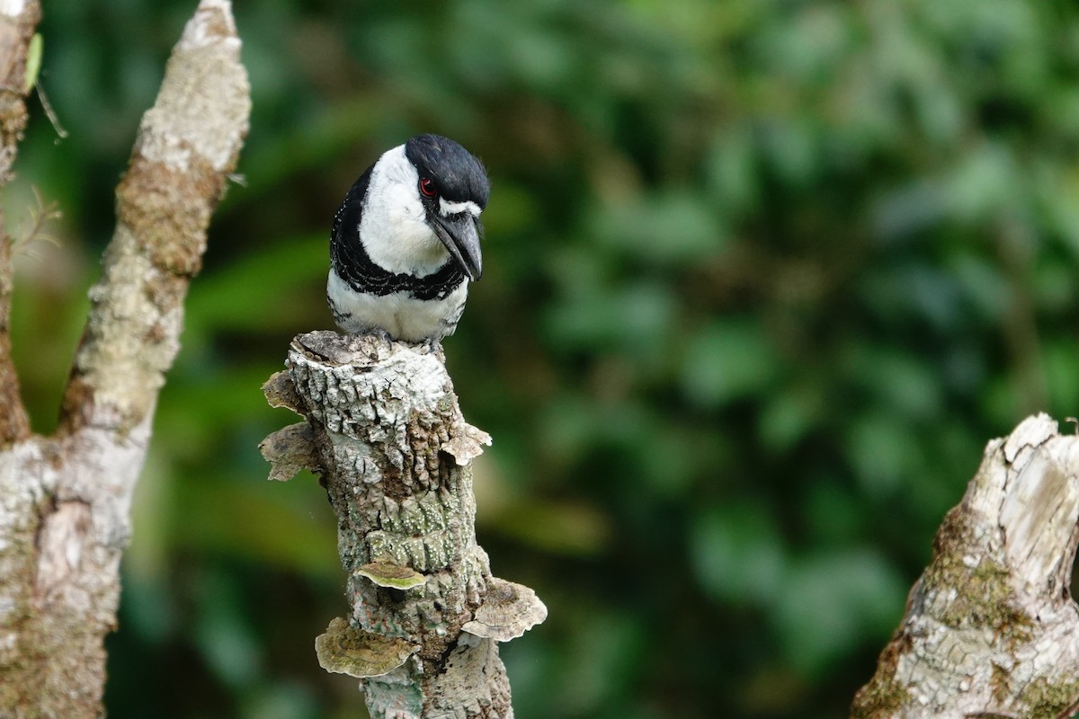 Guianan Puffbird - ML643288787