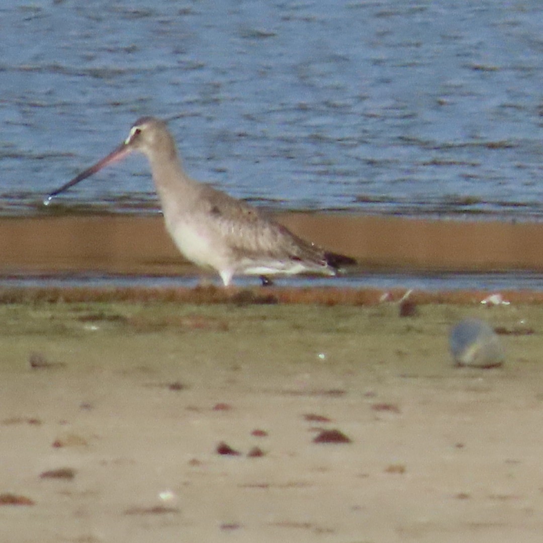 Hudsonian Godwit - ML643288788