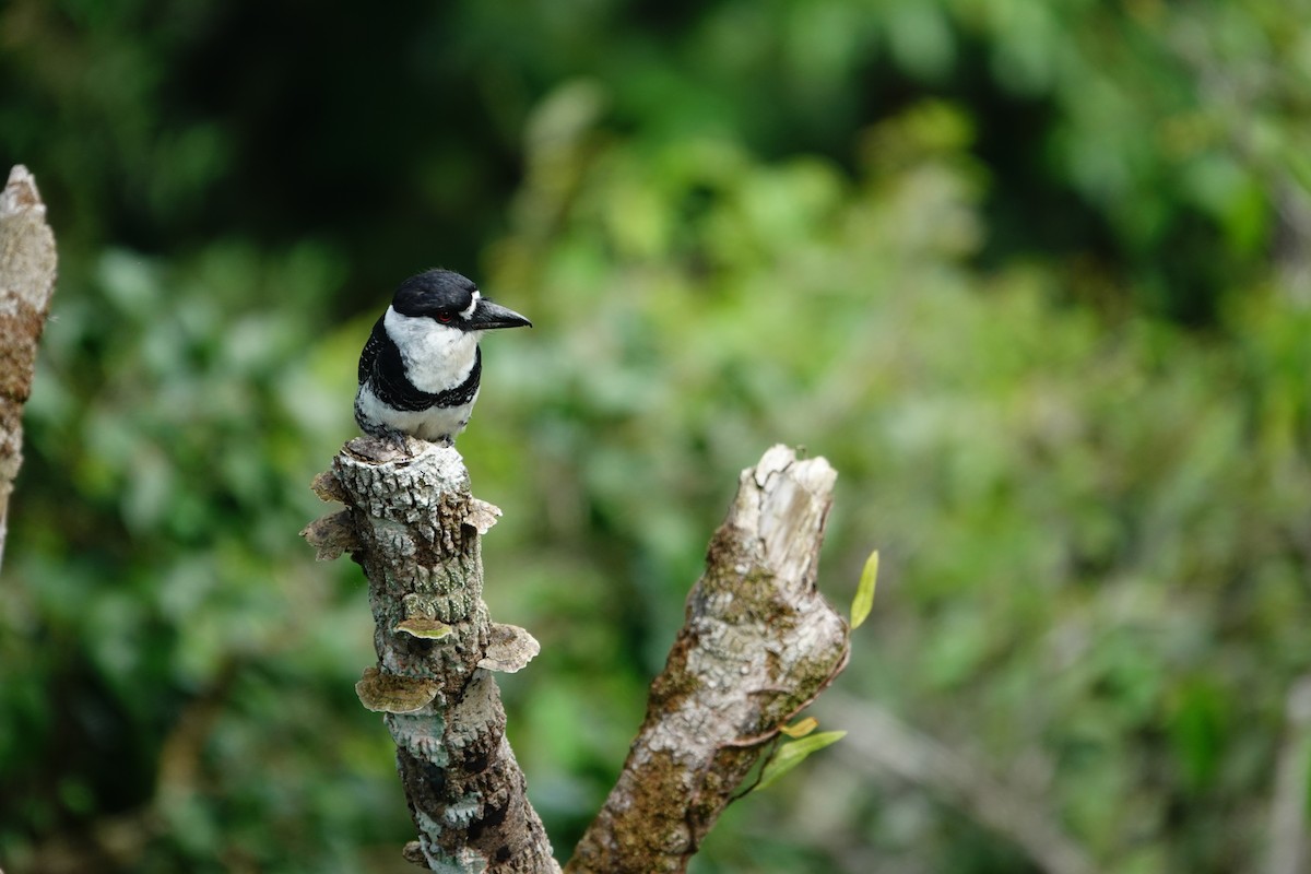Guianan Puffbird - ML643288789