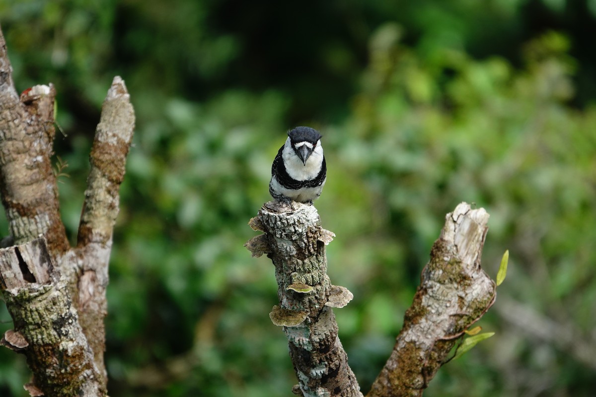 Guianan Puffbird - ML643288790
