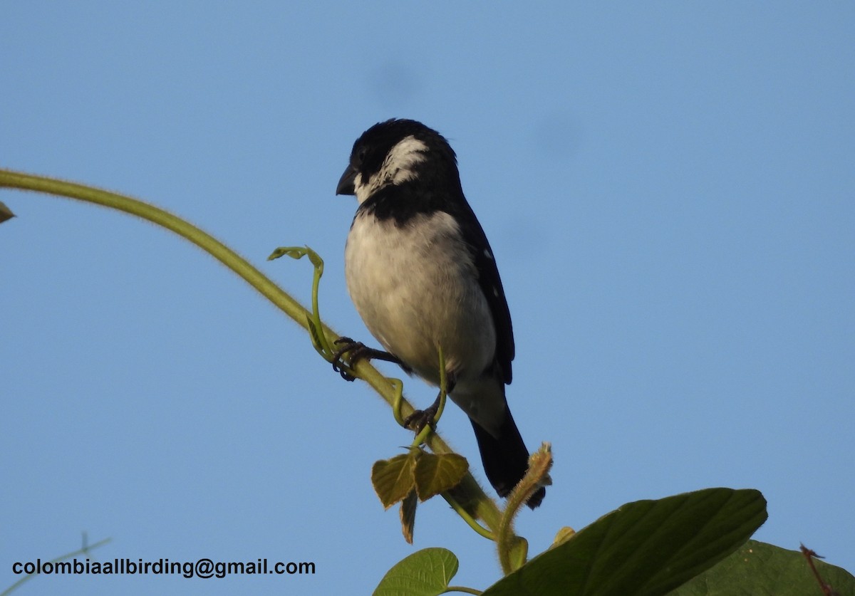 Wing-barred Seedeater - ML643288820