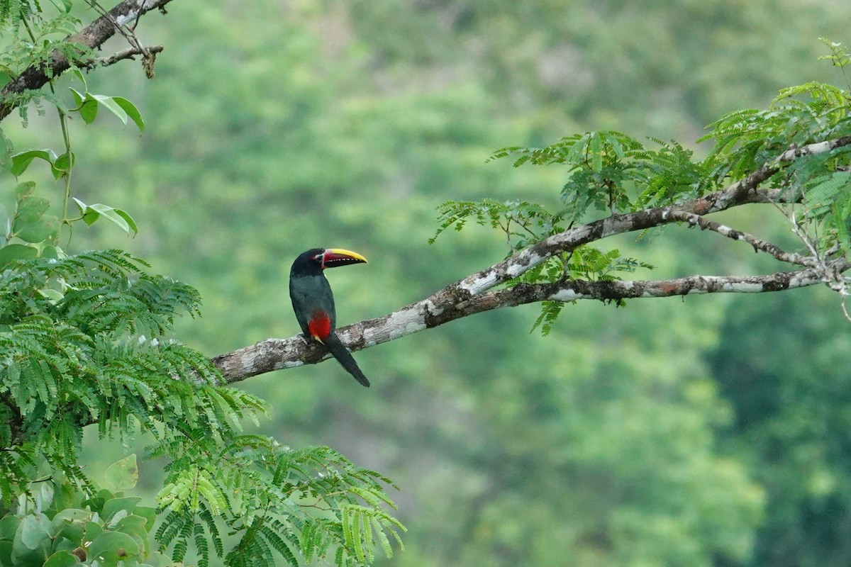 Green Aracari - ML643288823